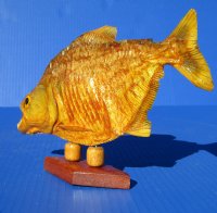 Authentic Real Taxidermy Piranha Display wholesale 9 inch to 10 inch  - $42.00 each; 5 @ $37.00