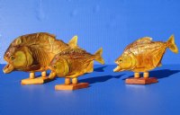 Wholesale Taxidermy Piranha Fish (Serralmus Pygoentrus) 6 inch to 7 inch on a decorative wooden base for display - $26.00 each; 5 pc or more @ $23.00 (You will receive one similar to those pictured).