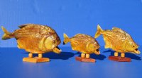 Wholesale Taxidermy Piranha Fish (Serralmus Pygoentrus) 6 inch to 7 inch on a decorative wooden base for display - $26.00 each; 5 pc or more @ $23.00 (You will receive one similar to those pictured).