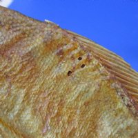 Authentic Real Taxidermy Piranha Display wholesale 9 inch to 10 inch  - $42.00 each; 5 @ $37.00