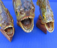 Authentic Real Taxidermy Piranha Display wholesale 9 inch to 10 inch  - $42.00 each; 5 @ $37.00