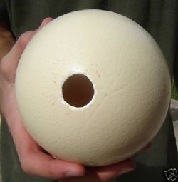 5 inches to 6 inches Wholesale Empty Ostrich Eggs imported from South Africa - Minimum: 2 pcs @ 14.00 Each 