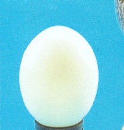 Empty African Ostrich Eggs 