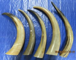 Polished Cow Horns ...