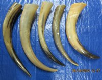Polished Cow Horns (thin and tan color) 21 inch to 26 inch (10 pc)