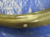 Polished Cow Horns (thin and tan color) 21 inch to 26 inch (10 pc)