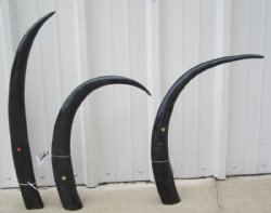 Wholesale 32 to 34 inches Polished Water Buffalo Horns - $21.00 each 
