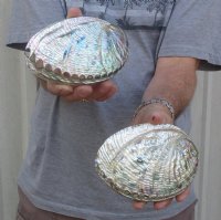 Polished Green Abalone Hand Picked