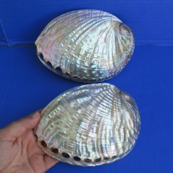 Polished Green Abalone Hand Picked