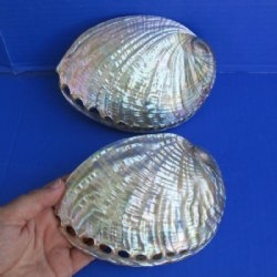 Polished Green Abalone Hand Picked