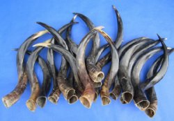 Wholesale Polished Kudu horns from 25 to 29 inches - $53.00 each; 5 pcs @ $47.00 each 