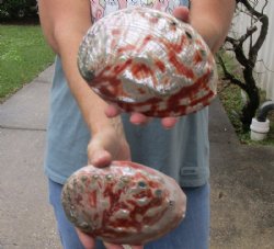 Polished Red Abalone Hand Picked