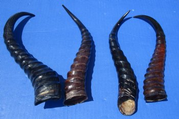 Wholesale Polished Male Springbok Horns 8 to 12 inches - 2 pcs @ $9.00 each; 12 pcs @ $8.00 each