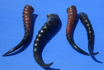 Wholesale Polished Male Springbok Horns 8 to 12 inches - 2 pcs @ $9.00 each; 12 pcs @ $8.00 each