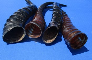 Wholesale Polished Male Springbok Horns 8 to 12 inches - 2 pcs @ $9.00 each; 12 pcs @ $8.00 each
