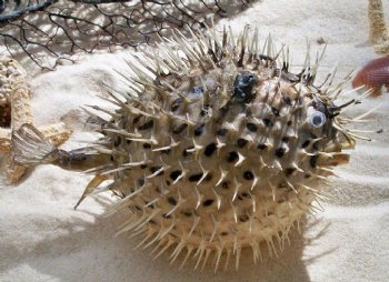 Porcupine Blow fish Wholesale, Porcupine Fish With Sharp Spines, 9 inches to 10 inches - 10 pcs @ $6.00 each