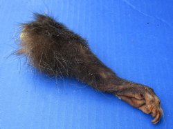 Wholesale Opossum legs 3 to 5 inches  - 5 pcs @ $4.00 each