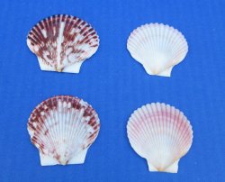 Pecten purpuratus 1.5" to 2" for crafts - 50 pcs @ $.20 each