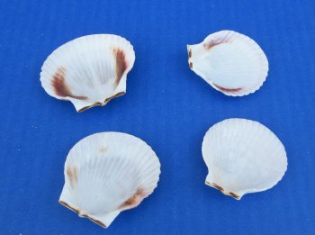 Pecten purpuratus 1.5" to 2" for crafts - 50 pcs @ $.20 each
