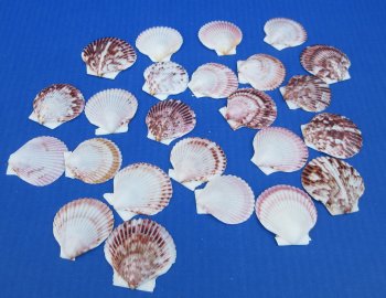 Pecten purpuratus 1.5" to 2" for crafts - 50 pcs @ $.20 each