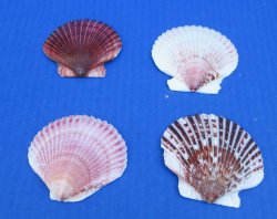 Pecten purpuratus 2.5" to 3" for crafts - 50 pcs @ $.45 each