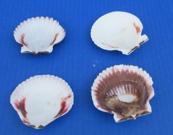 Pecten purpuratus 2.5" to 3" for crafts - 50 pcs @ $.45 each