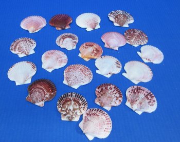 Pecten purpuratus 2.5" to 3" for crafts - 50 pcs @ $.45 each
