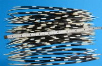 50 Thin Wholesale African Porcupine Quills 8 inches to 9-7/8 inches - Pack of 50 @ $.65 each