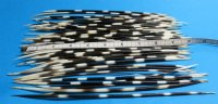 50 Thin Wholesale African Porcupine Quills 8 inches to 9-7/8 inches - Pack of 50 @ $.65 each