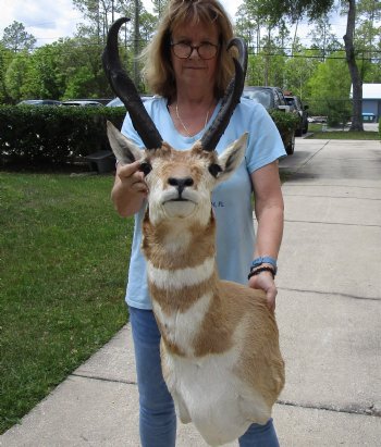 Taxidermy Pronghorn Shoulder Mount (right facing) for sale - $250.00 - Pick Up Only