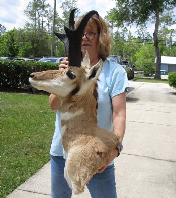 Taxidermy Pronghorn Shoulder Mount (right facing) for sale - $250.00 - Pick Up Only