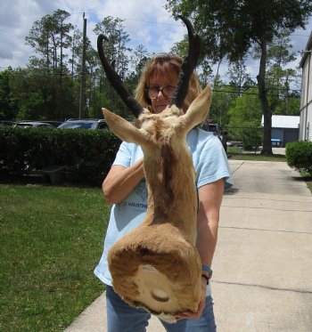 Taxidermy Pronghorn Shoulder Mount (right facing) for sale - $250.00 - Pick Up Only
