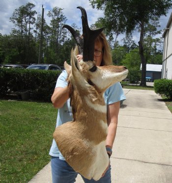 Taxidermy Pronghorn Shoulder Mount (right facing) for sale - $250.00 - Pick Up Only