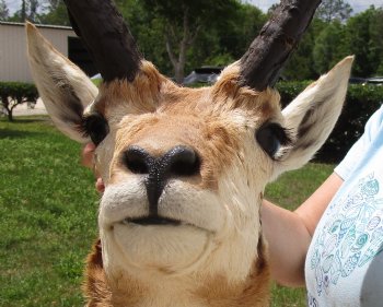 Taxidermy Pronghorn Shoulder Mount (right facing) for sale - $250.00 - Pick Up Only