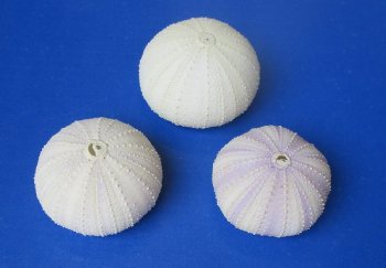 Purple sea urchins 1-1/2 to 2-1/4 inches - 400 pcs @ $.36 each