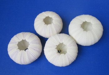 Purple sea urchins 1-1/2 to 2-1/4 inches - 400 pcs @ $.36 each