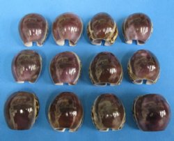 Purple Top Cowrie Napkin Rings Wholesale - 12 pcs @ $.60 each; 96 pcs @ $.50 each  