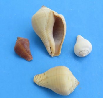Assorted pyrula shells wholesale, pear melongena  3/4" - 2" - Minimum: 2 kilos @ $2.90 a kilo