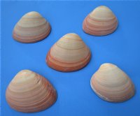Wholesale Queen Pink Clam Shells - 3" to 5" - 10 pcs @ $.85 each. 40 pcs @ $.75 each