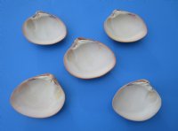 Wholesale Queen Pink Clam Shells - 3" to 5" - 10 pcs @ $.85 each. 40 pcs @ $.75 each