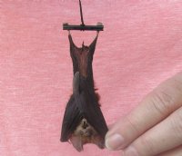 Wholesale Mummified hanging Blyth's horseshoe bat orange 3 inches up to 3-3/4 inches - $13