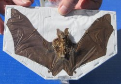 One Preserved Hanging Woolly horseshoe bat 6-1/2 to 7 inch wing spread