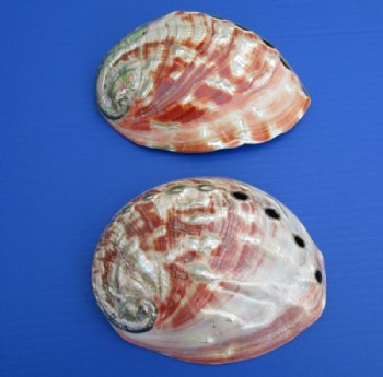 Polished Red Abalone shells  6 to 6-3/4 inches long, - 2 pcs @ $17.50 each;  6 pcs @ $15.75 each