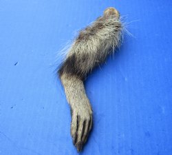 Wholesale raccoon legs 5 to 7 inches  - 5 pcs @ $2.50 each