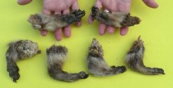 Wholesale raccoon f...