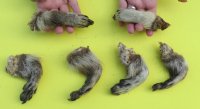 Wholesale raccoon feet, raccoon paws, 3 to 5-1/2 inches  - 5 pcs @ $3.00 each; 20 pcs @ $2.50 each