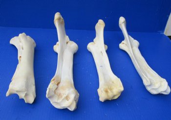 Wholesale Water Buffalo Radius leg bones, 14 to 16 inches long - 2 pcs @ $10 each; 6 pcs @ $9 each <font color=red>*SALE* </font>