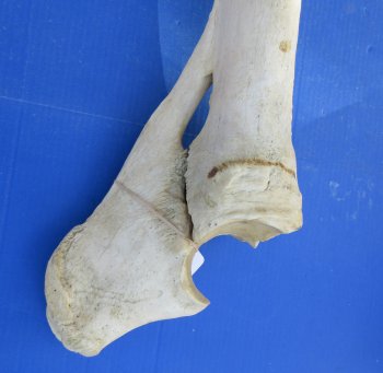 Giraffe radius and unla leg bones 33 to 39 inches - $155 each; 3 @ $140 each (Signature Required)
