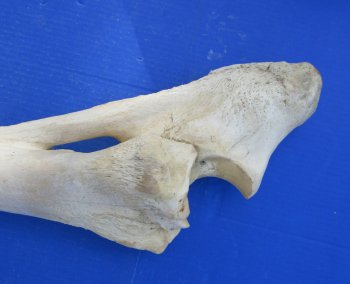 Giraffe radius and unla leg bones 33 to 39 inches - $155 each; 3 @ $140 each (Signature Required)