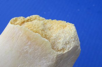 Wholesale Water Buffalo Radius leg bones, 14 to 16 inches long - 2 pcs @ $10 each; 6 pcs @ $9 each <font color=red>*SALE* </font>